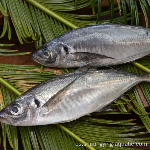 Pescado de caballos de caballos congelados Redonda completa de 20 cm